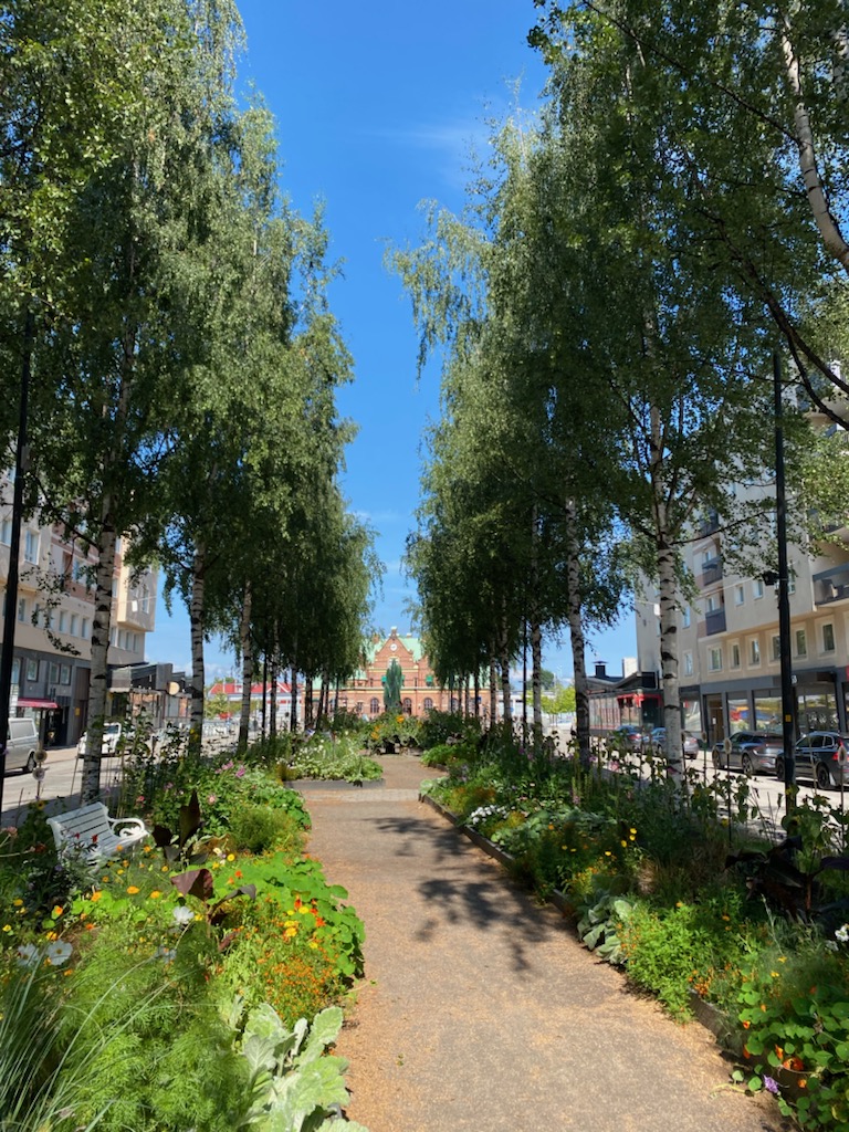 Björkar i centrala Umeå
